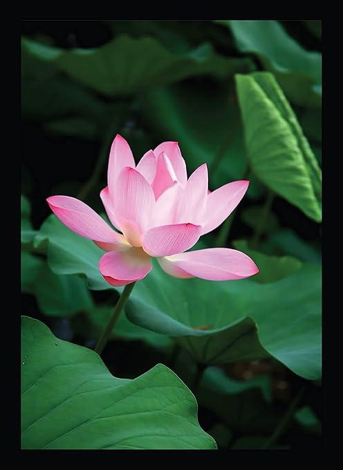 BIRD'S MIND Beautiful Lotus Flower Synthetic Wood Wall Hanging Photo Framed Poster For Living Room Bedroom Home Wall Frames L x H 9.5 Inches x 13 Inches